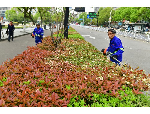 博鱼中国官网：定州城市道路两边的绿化归谁管